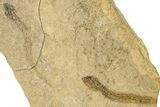 Permian Amphibian (Branchiosaur?) Fossils - Germany #267610-1